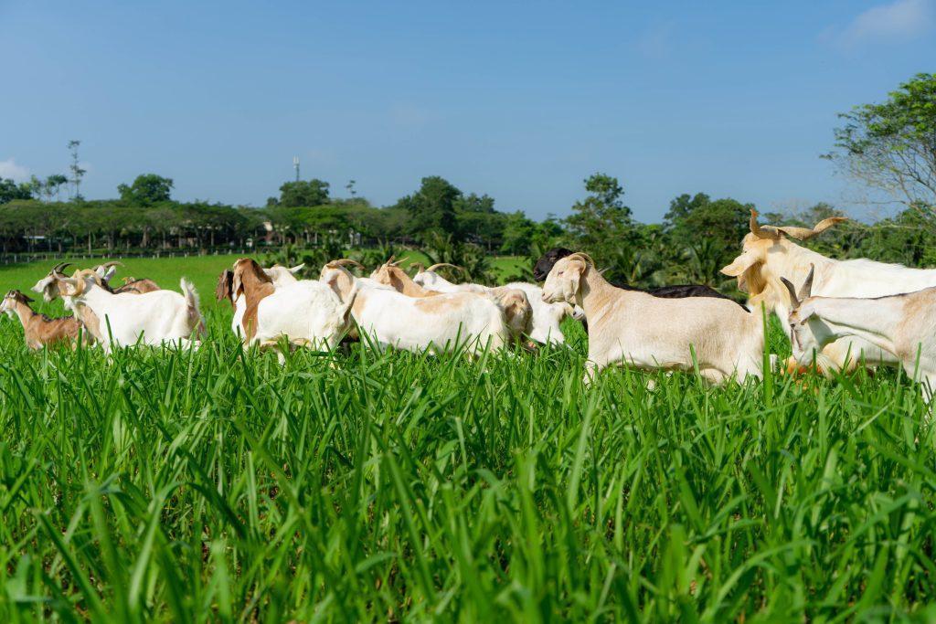 UK Farm, Batu Pahat, Johor